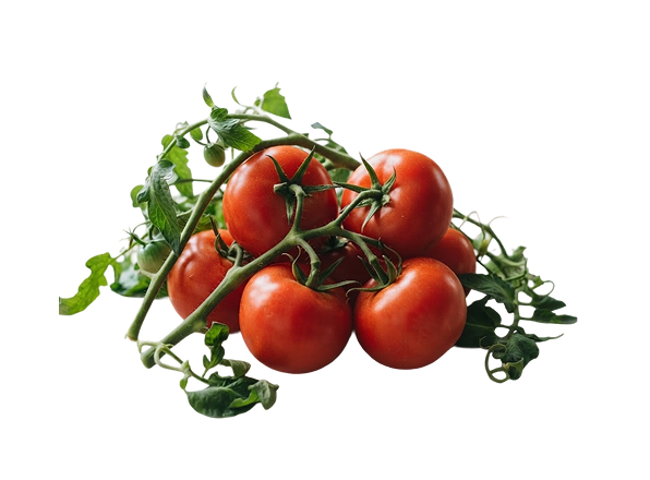 Organic Tomatoes on the Vine